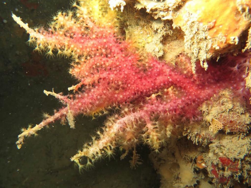 Paramuricea danneggiata